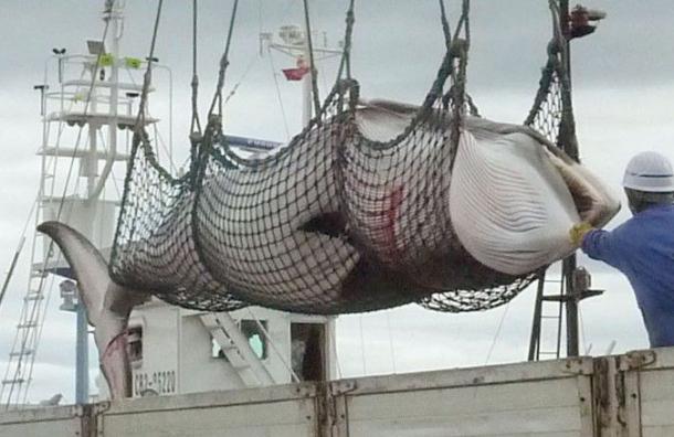 Japón mata a 333 ballenas minke