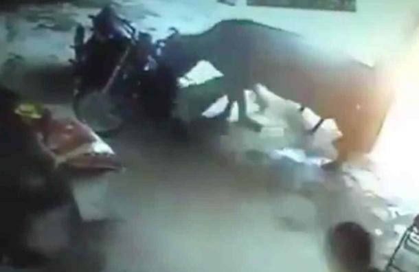 Vaca defiende a una mujer de varios atacantes en increíble video de seguridad