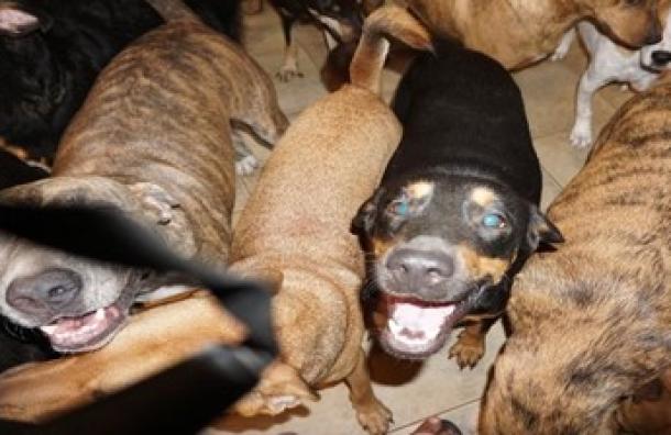 Una mujer refugió en su casa a 97 perros callejeros durante el paso del huracán Dorian por Bahamas