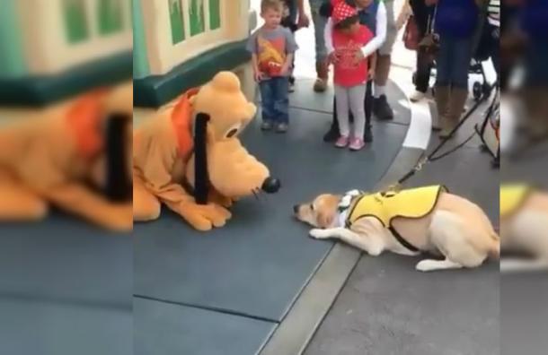 Video: Esto ocurre cuando un perro conoce a Pluto