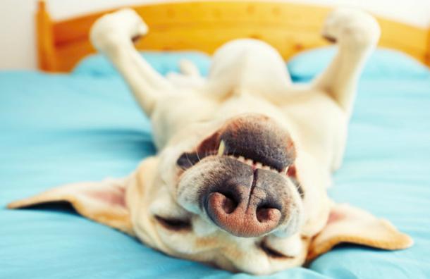 La posición en la que duerme tu perro revela mucho sobre su personalidad
