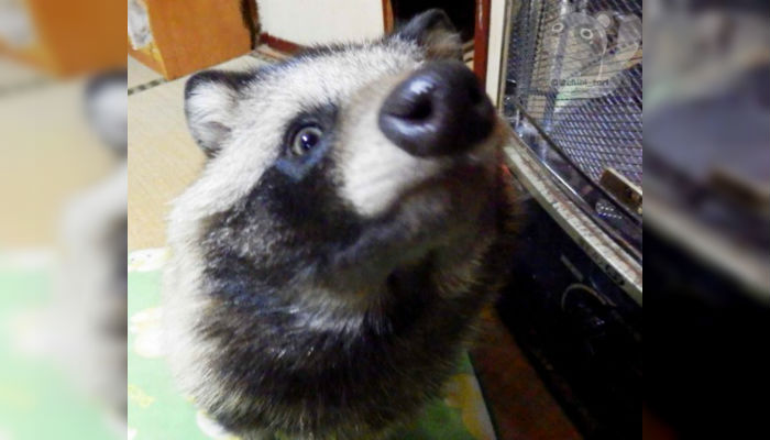 Tanu, el curioso perro mapache que se ganó el corazón de la web